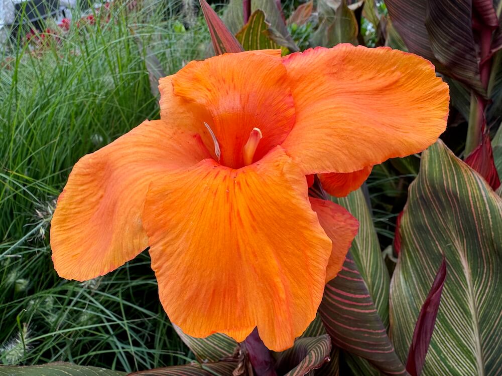 Canna indica 'Phasion'